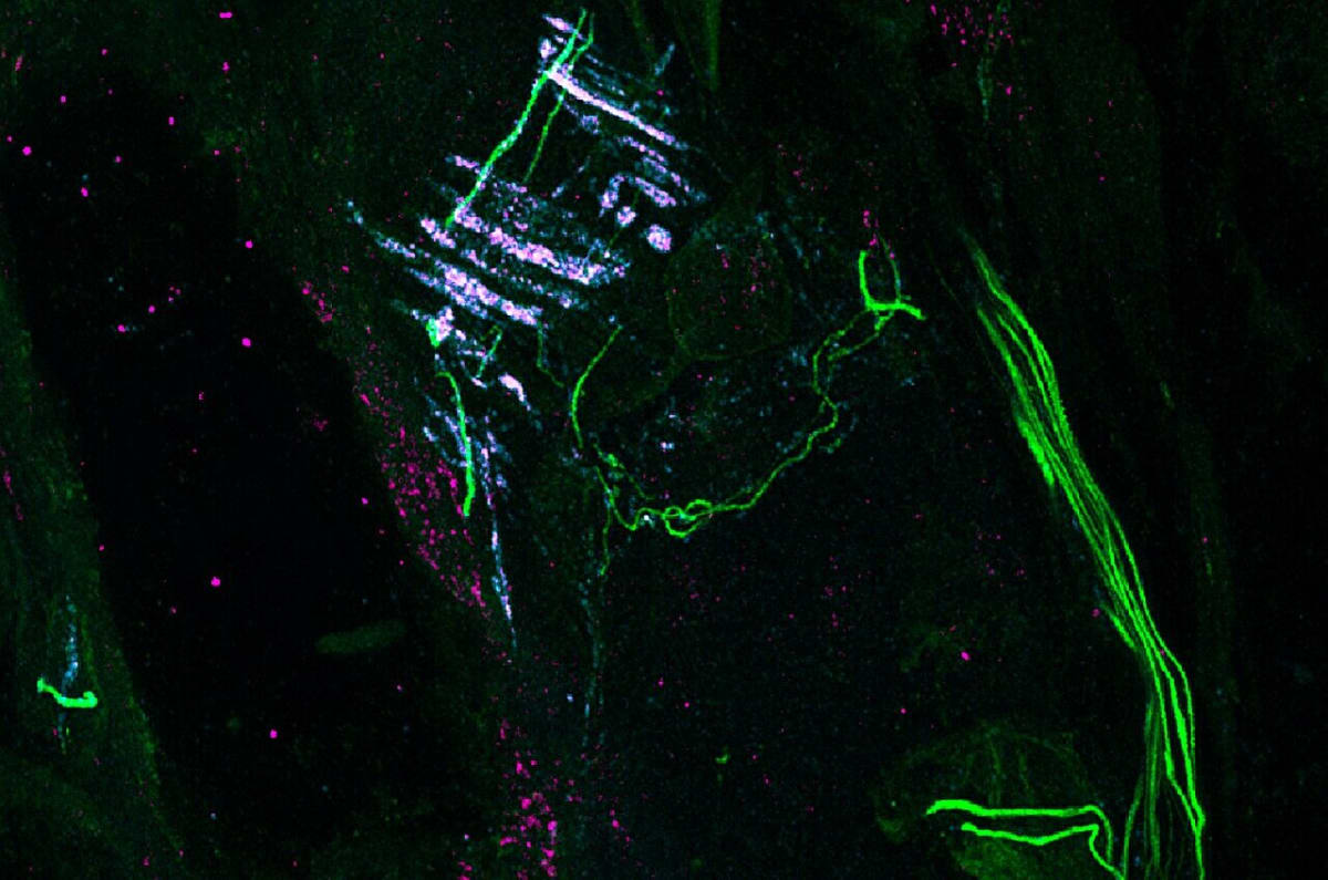 Scientists Crack Code on How We Feel Touch - Image 2