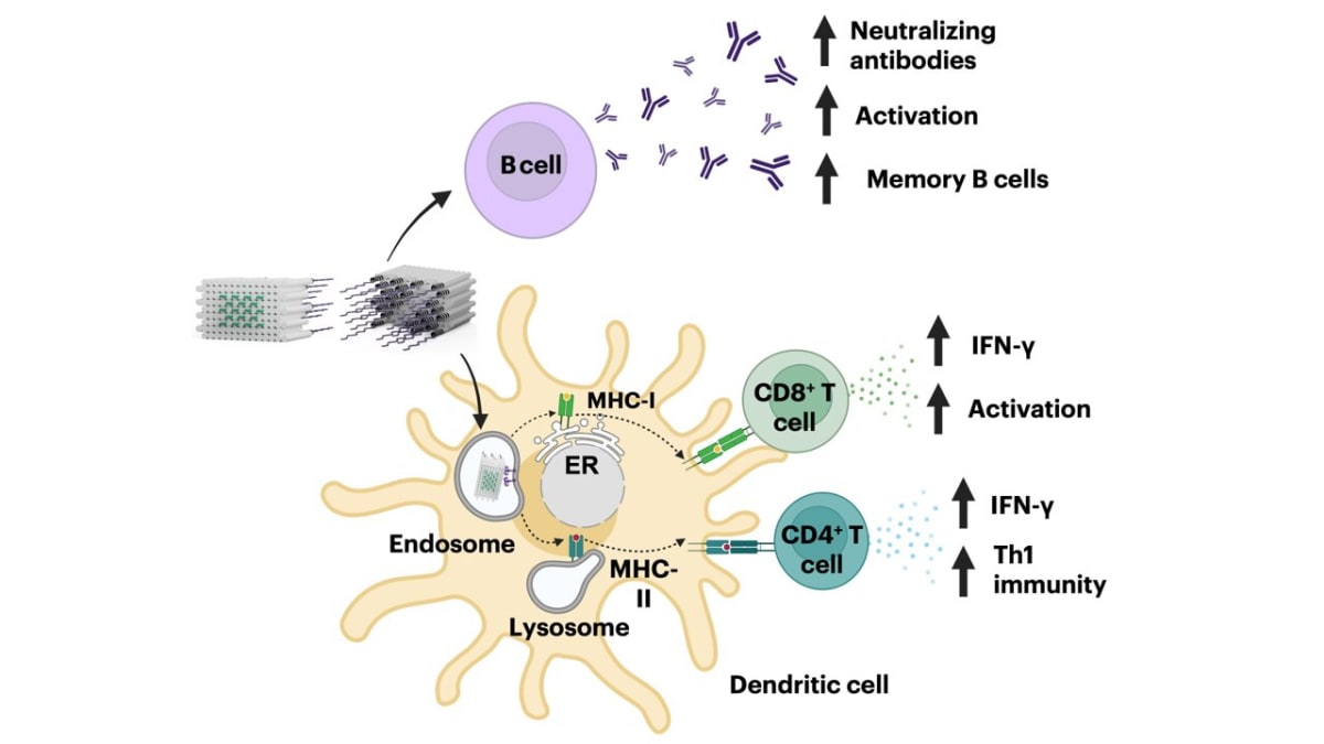 DNA Vaccine Rivals mRNA, Easier to Store and Make - Image 2