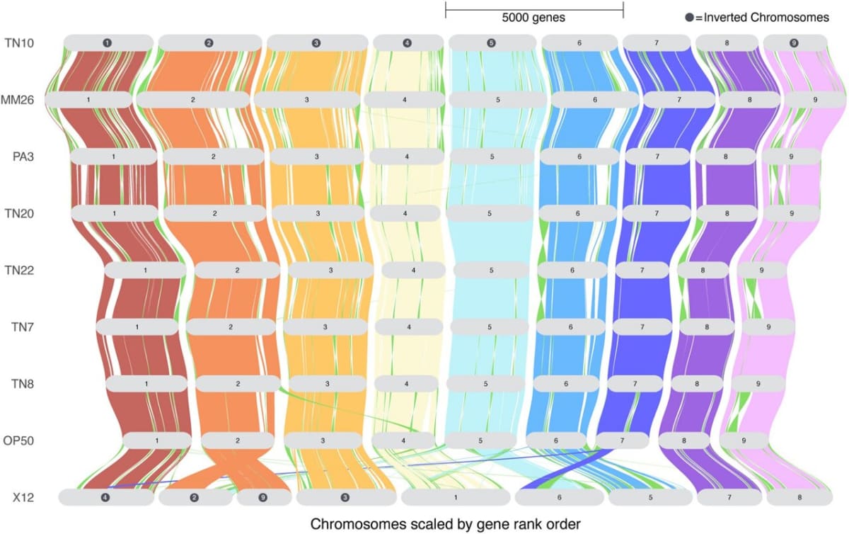 Scientists Create Genetic Map to Save Soybean Harvests - Image 2
