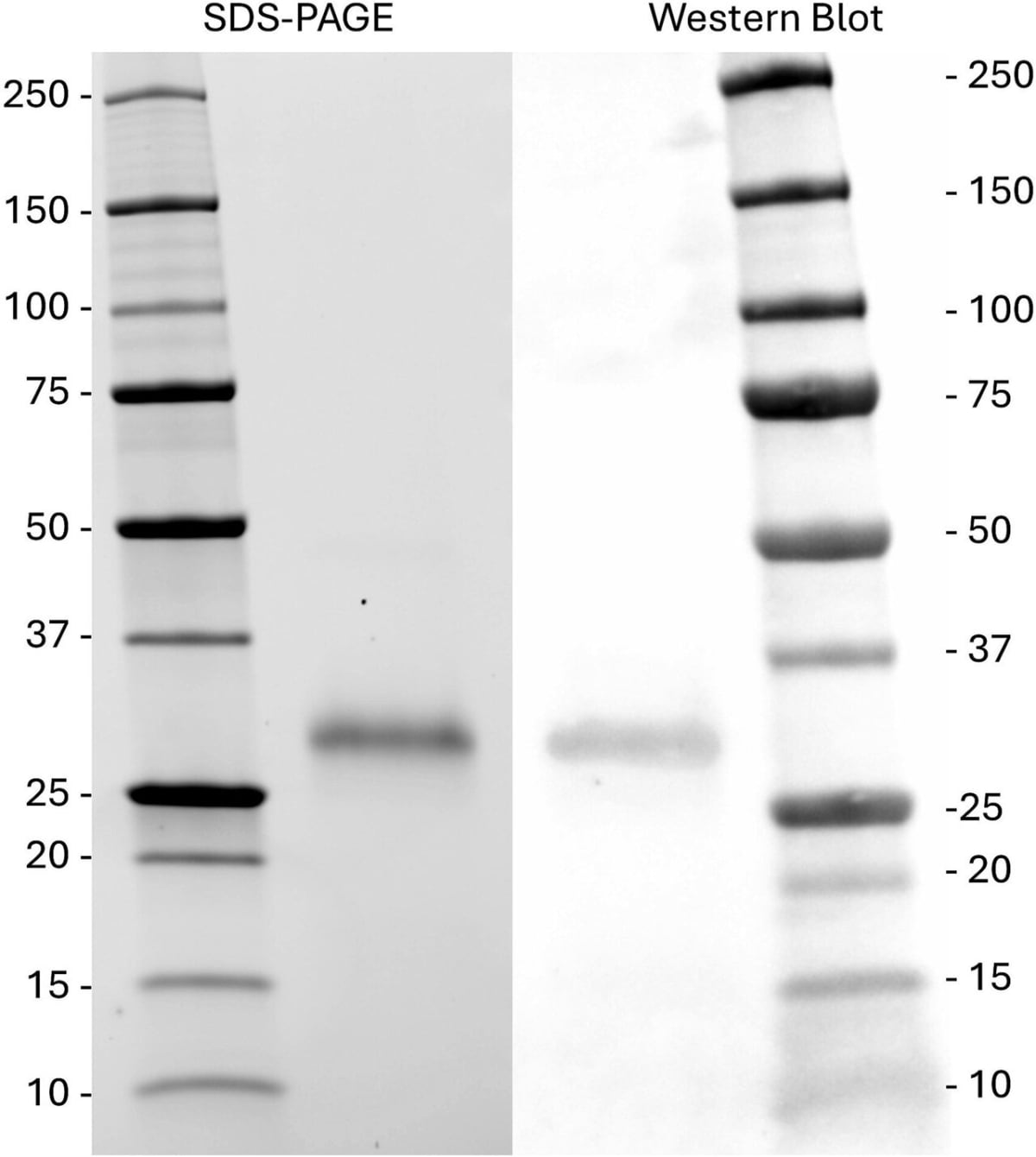 New Vaccine Cuts Wild Animal Fertility by 67% - Image 2