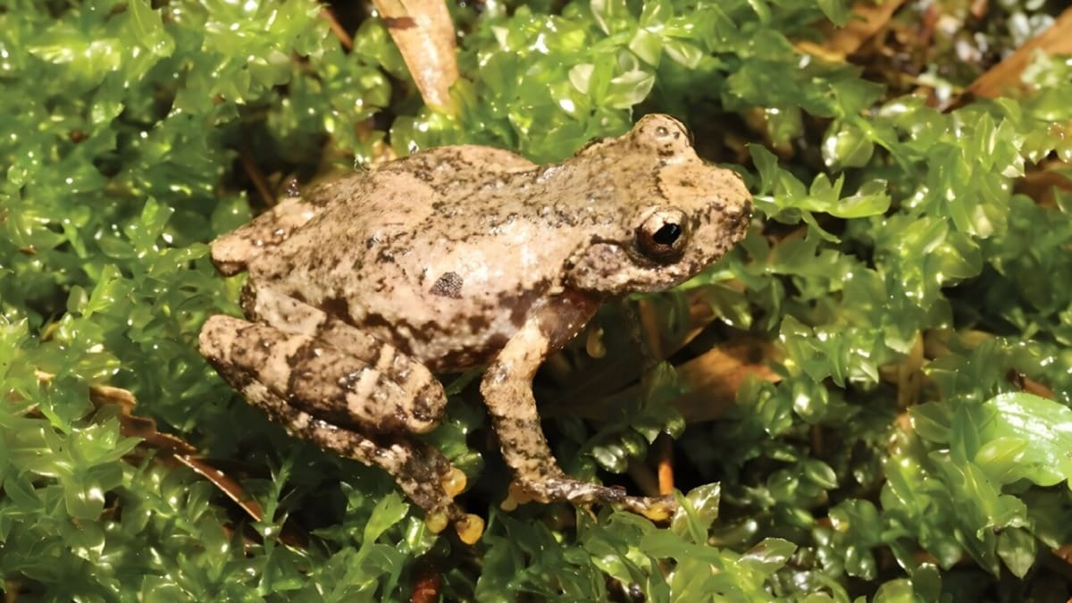 Chinese Treefrog Perfectly Mimics Songbird to Survive - Image 2