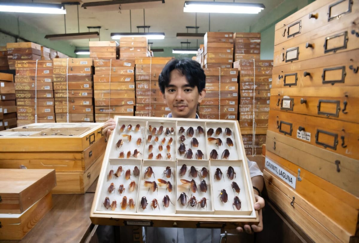 Entomologist Cristian Lucanas holding preserved cockroach specimens in his Philippine laboratory