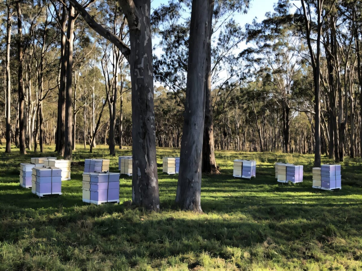 Golden honey jar surrounded by native Australian eucalyptus and wildflowers in natural landscape