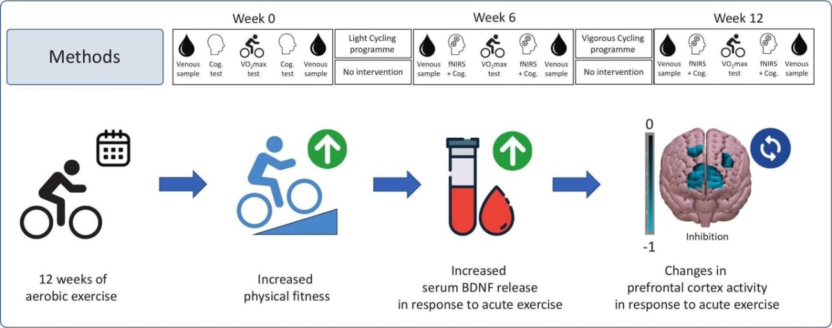 Getting Fitter Makes Every Workout Smarter for Your Brain - Image 2