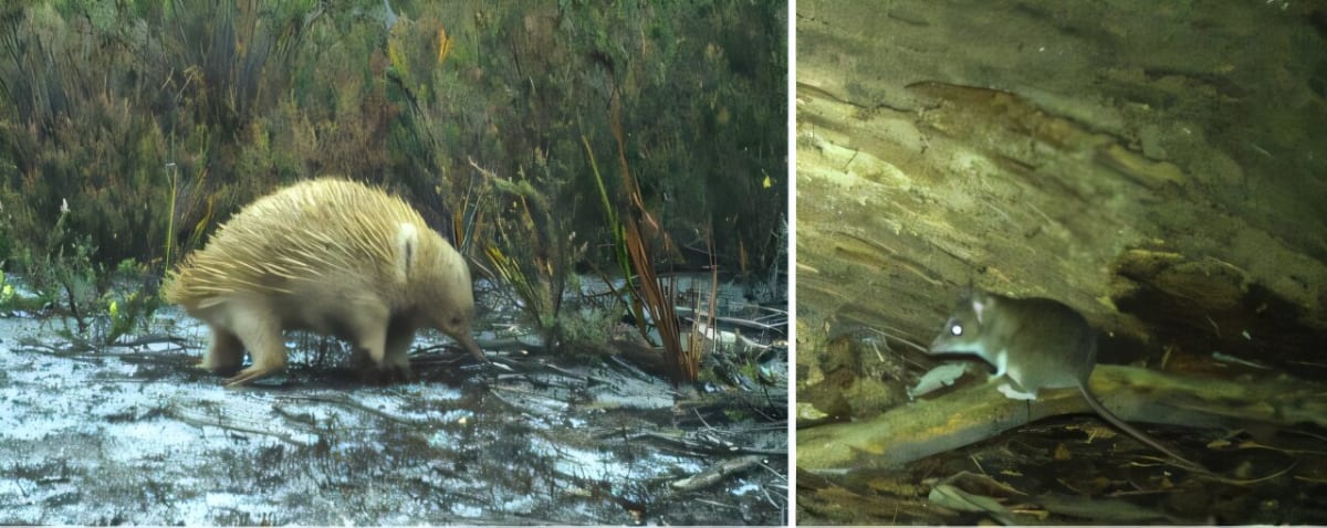Motion-sensor camera trap photograph showing small white-footed dunnart marsupial on Truwana Island Tasmania