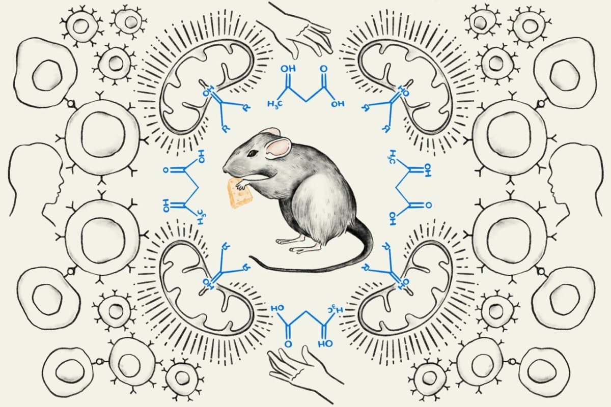 Simple Ketone Supplement Boosts Cancer Treatment in Mice - Image 2