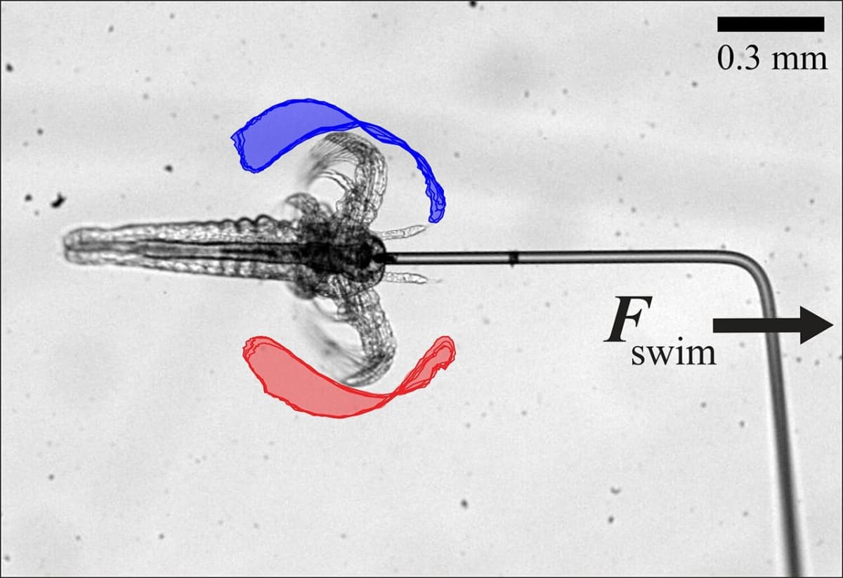 Tiny Shrimp Unlock Secret to Medical Robots in Your Body - Image 2