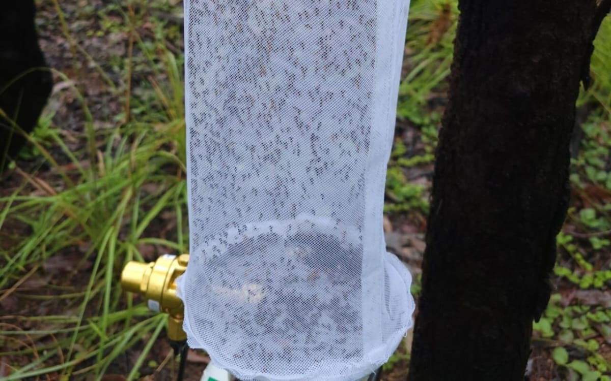 Scientists examining mosquito trap equipment in Australian bushland during wildlife conservation research
