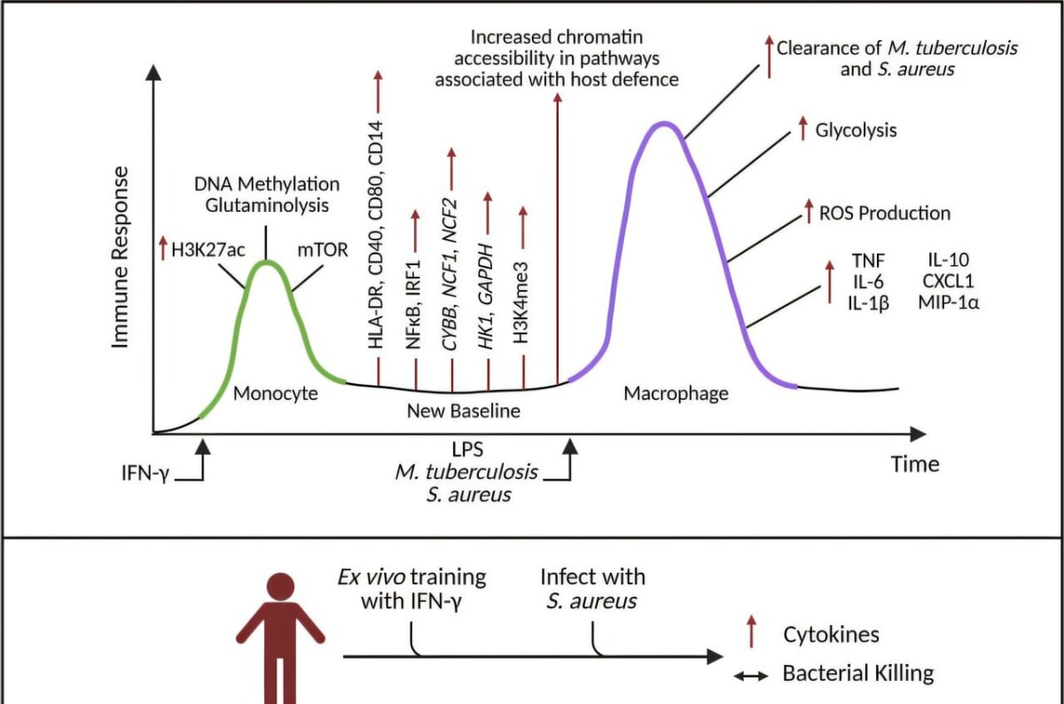 New Immune Training Fights Superbugs Without Antibiotics - Image 2