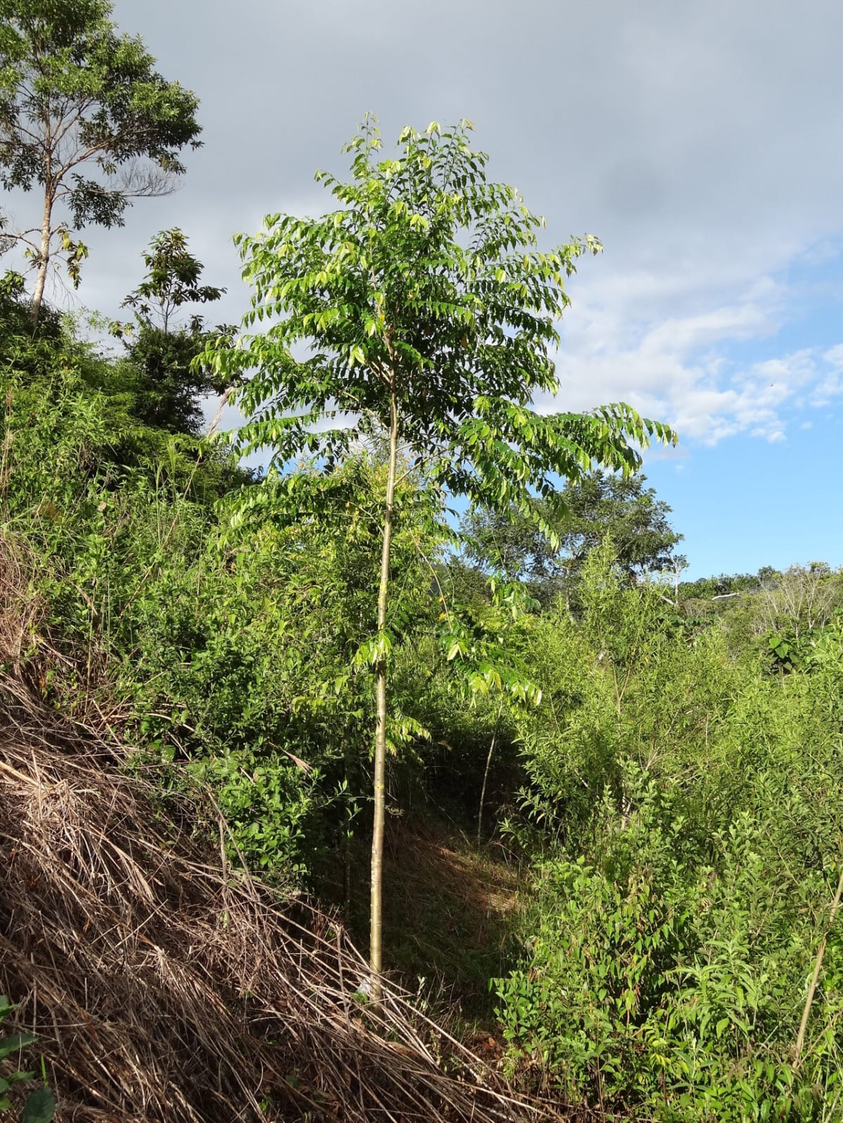 Six-Year Study Unlocks Abarco Tree Growth for Colombia - Image 2