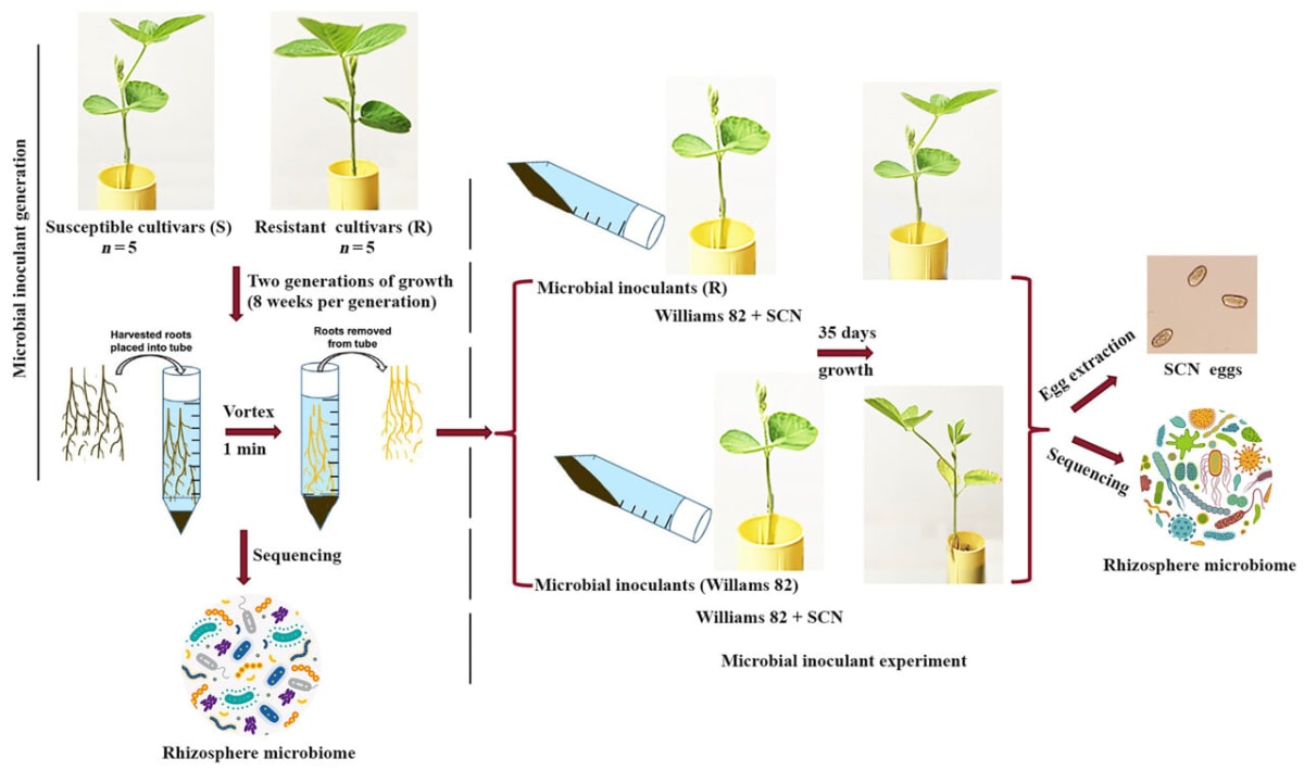 Soybeans Recruit Soil Microbes to Fight Destructive Pest - Image 2