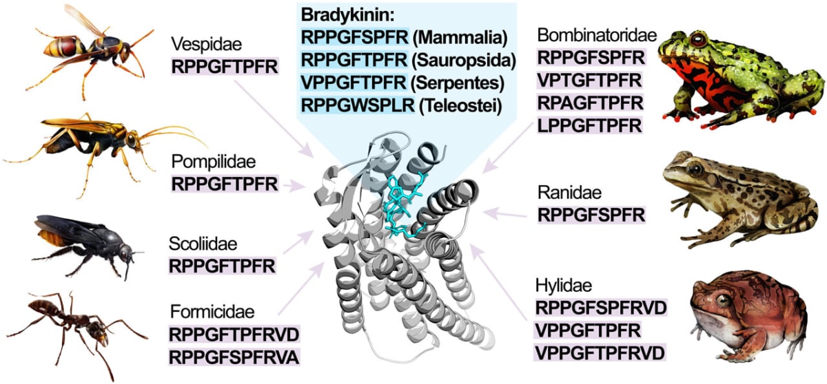 Wasps and Frogs Evolved Same Pain Defense Independently - Image 2