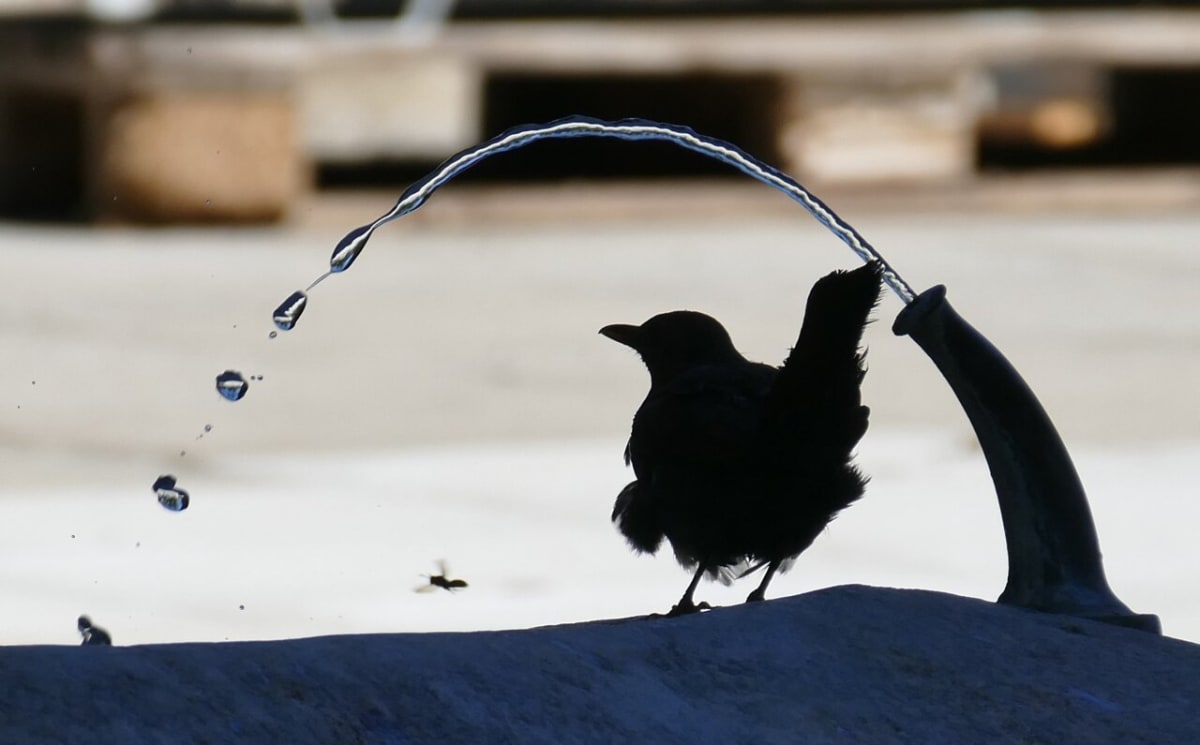 Swiss Parks Use Trees and Water to Mask City Noise - Image 2