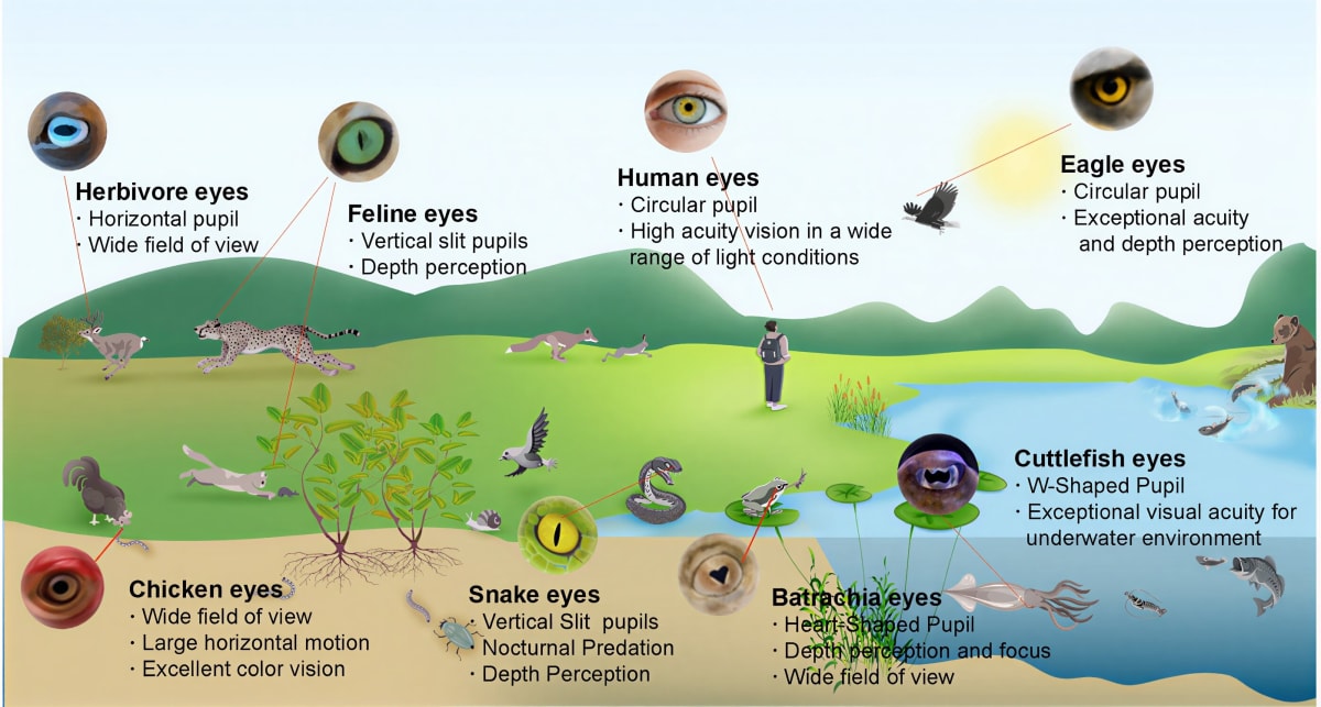 Robot Eye Mimics Nature to See in Extreme Light