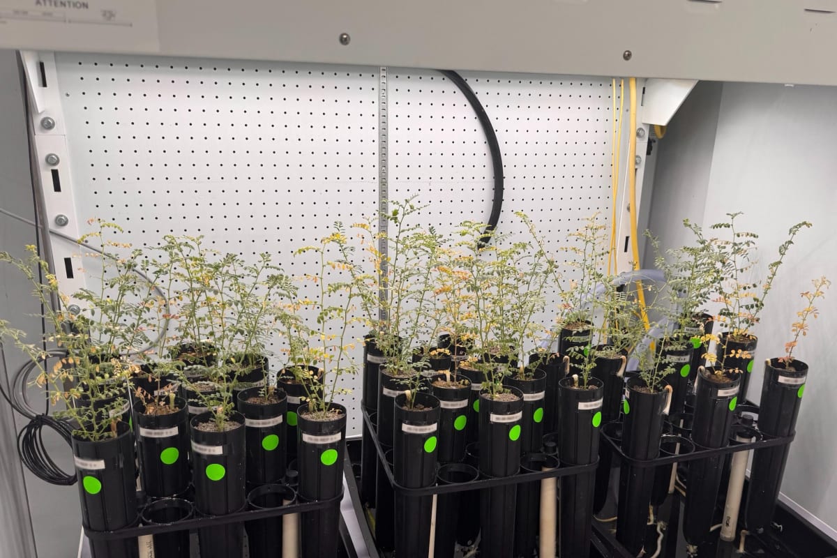 Scientists Grow Chickpeas in Moon Soil Simulant