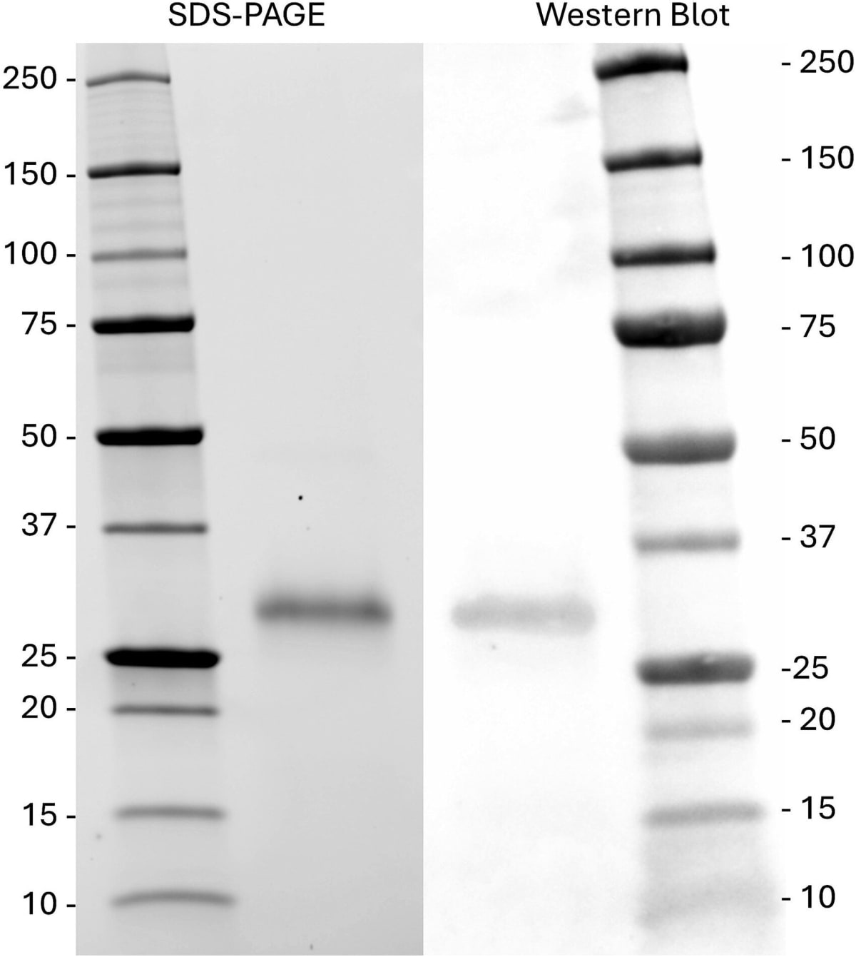 New Vaccine Cuts Wild Animal Fertility by 67%