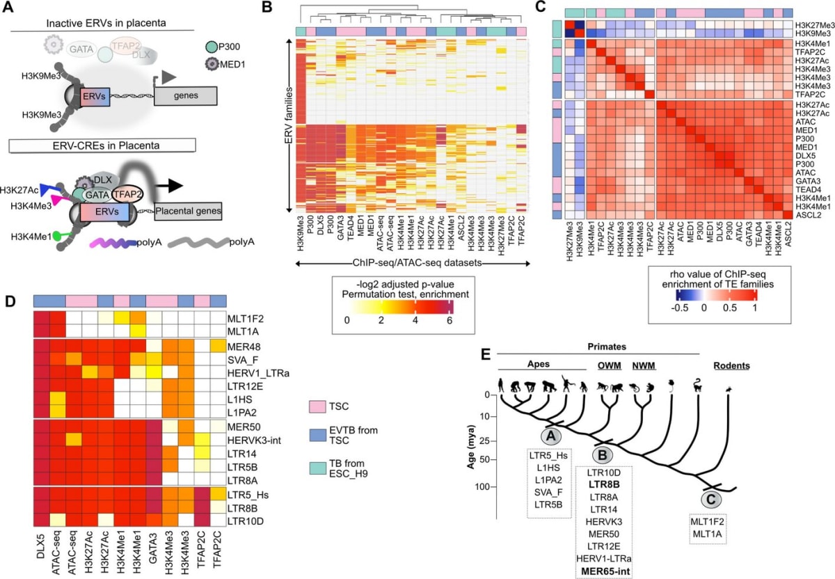 Ancient Viral DNA Key to Detecting Pregnancy Complication