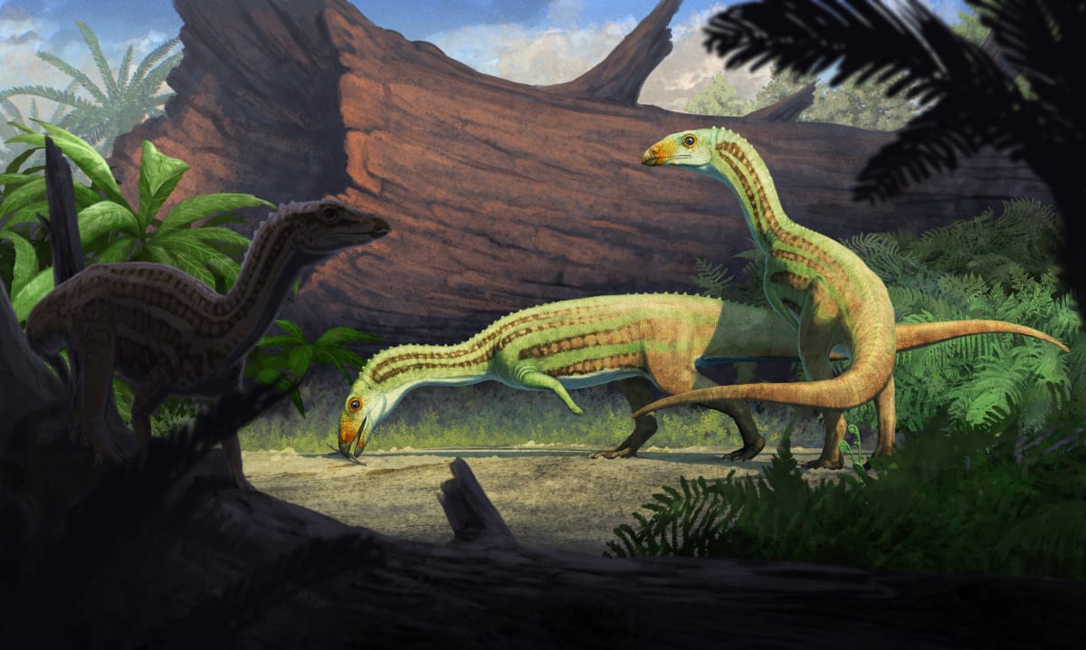 Ancient Croc Cousin Learned to Walk on Two Legs as It Grew