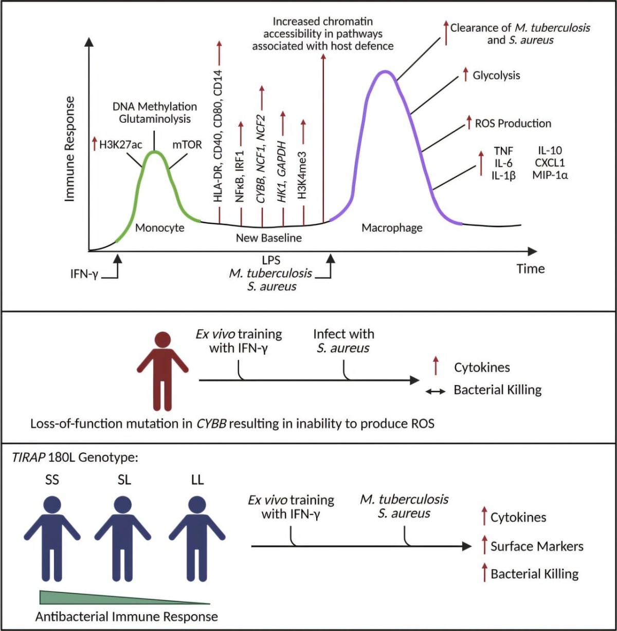 Microscope view of trained macrophage immune cells attacking and destroying harmful bacteria in laboratory