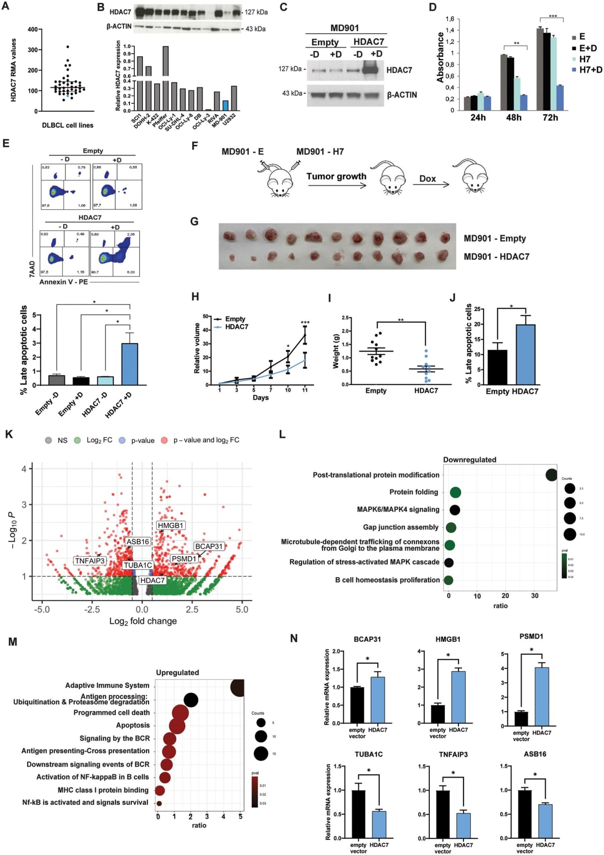 Scientists Find "Off Switch" in Deadliest Blood Cancer