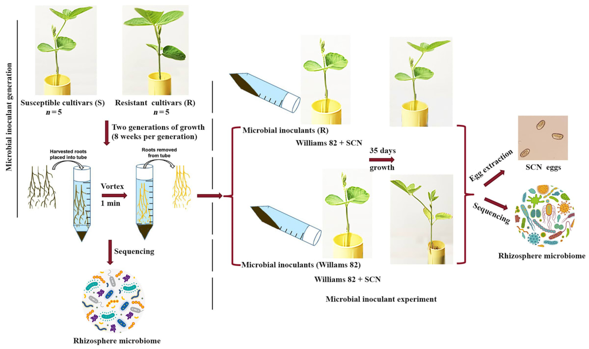 Microscopic view of soil microorganisms surrounding soybean plant roots in laboratory setting