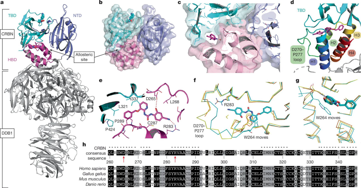 Crystal structure visualization of cereblon protein showing newly discovered allosteric binding site alongside main site