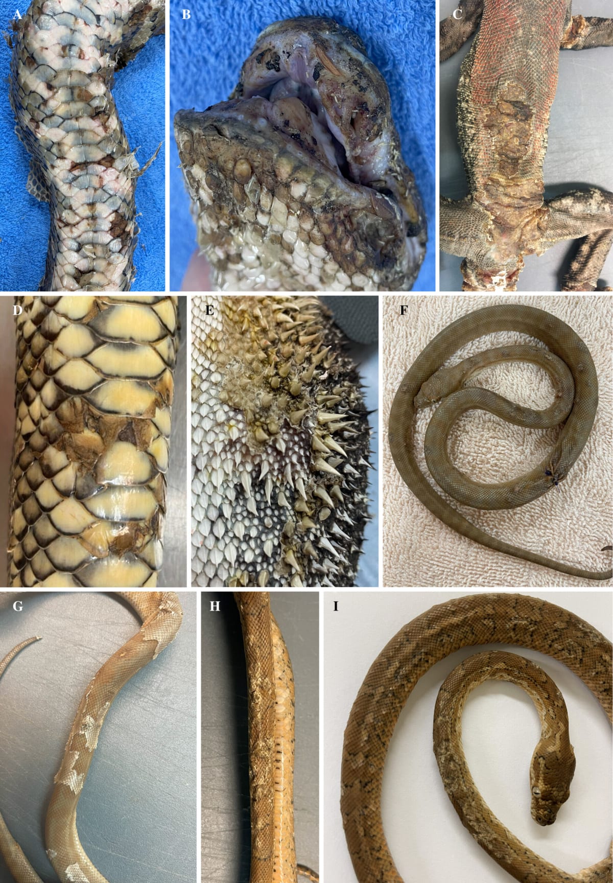 Aussie Community Detects 3 New Reptile Diseases Early