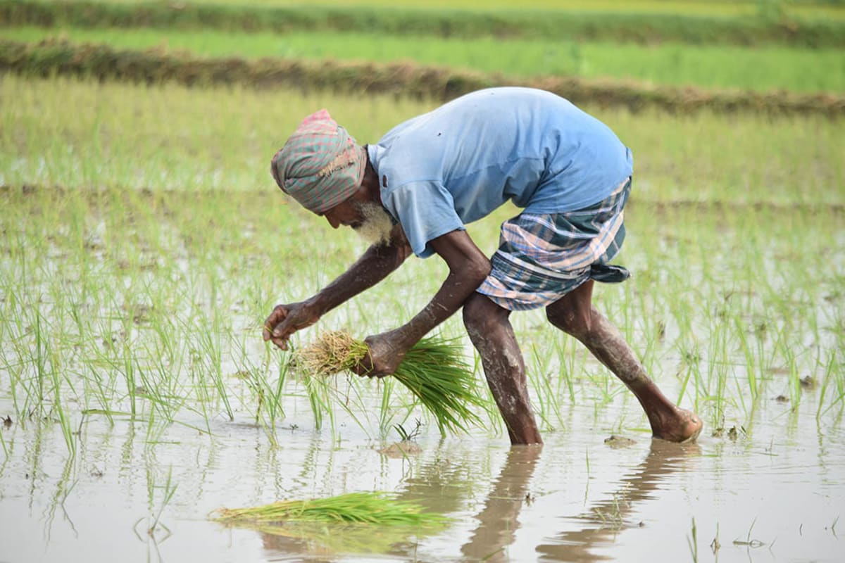 Global Seed Network Now Shares 7 Million Crop Varieties