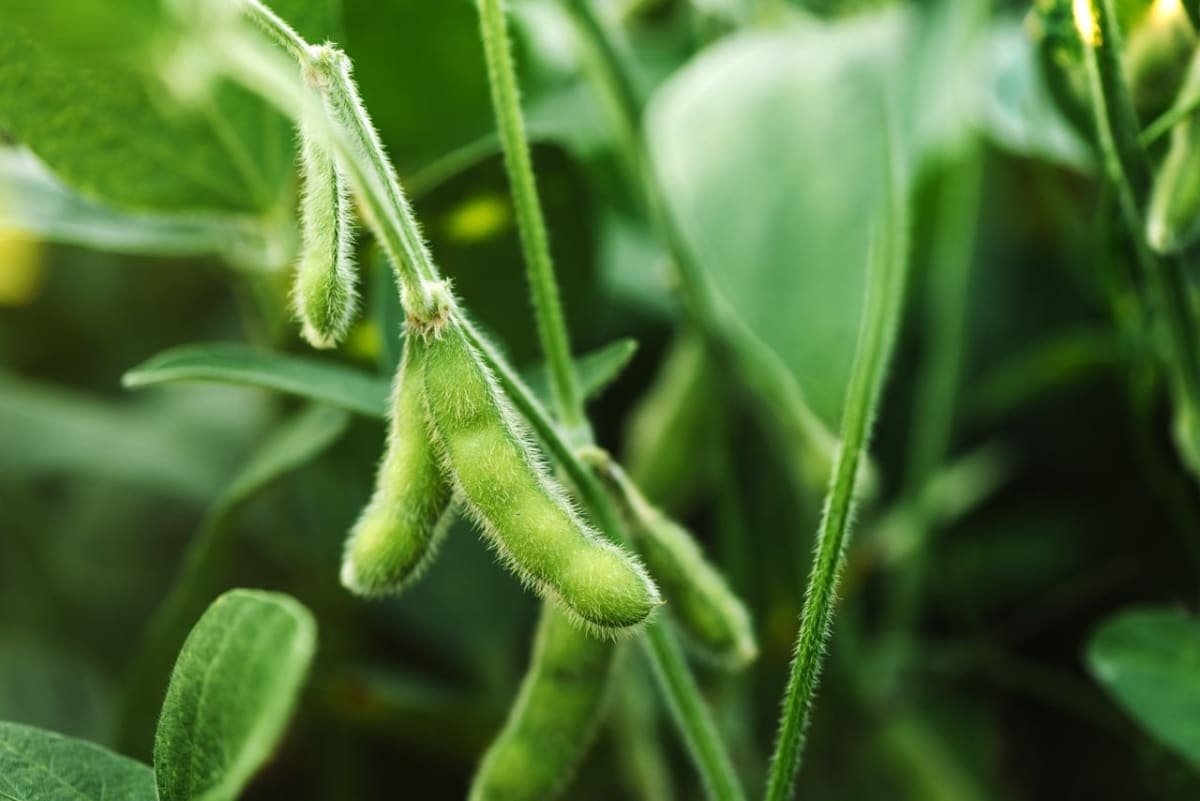 New Tech Traces Soybeans to Stop Deforestation