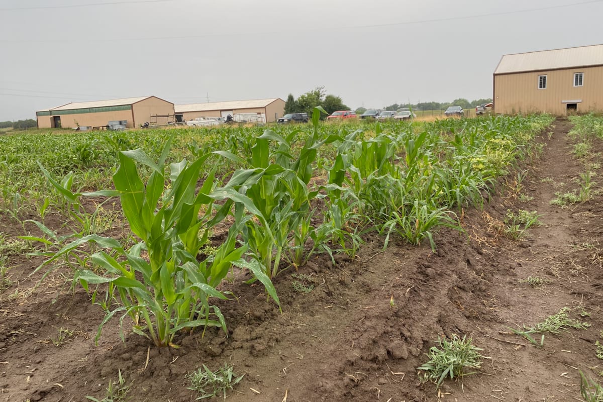 Missouri Scientists Grow Sweet Corn Using 30% Less Water - Image 5