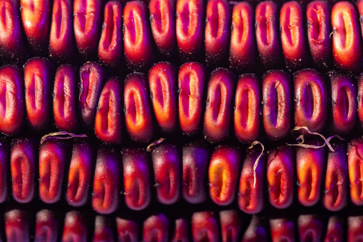 Purple Corn Could Replace Artificial Food Dyes Nationwide - Image 4