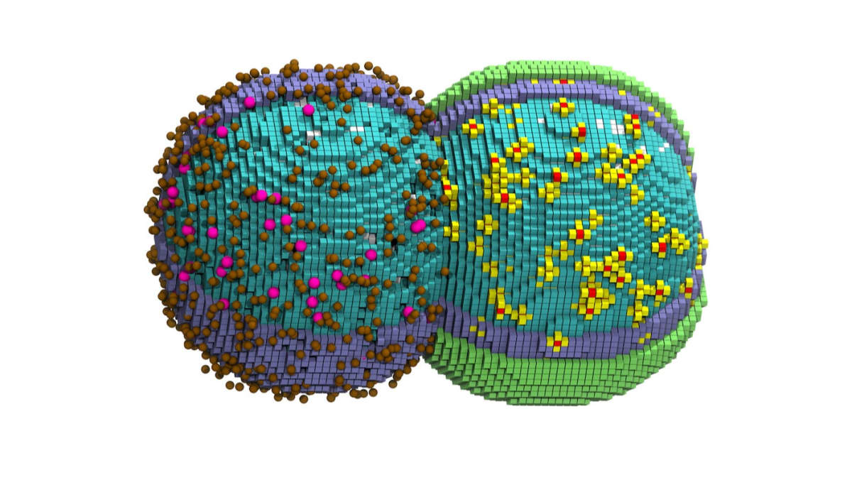 Computer-generated 3D visualization of bacteria cell showing internal molecular structures and division process