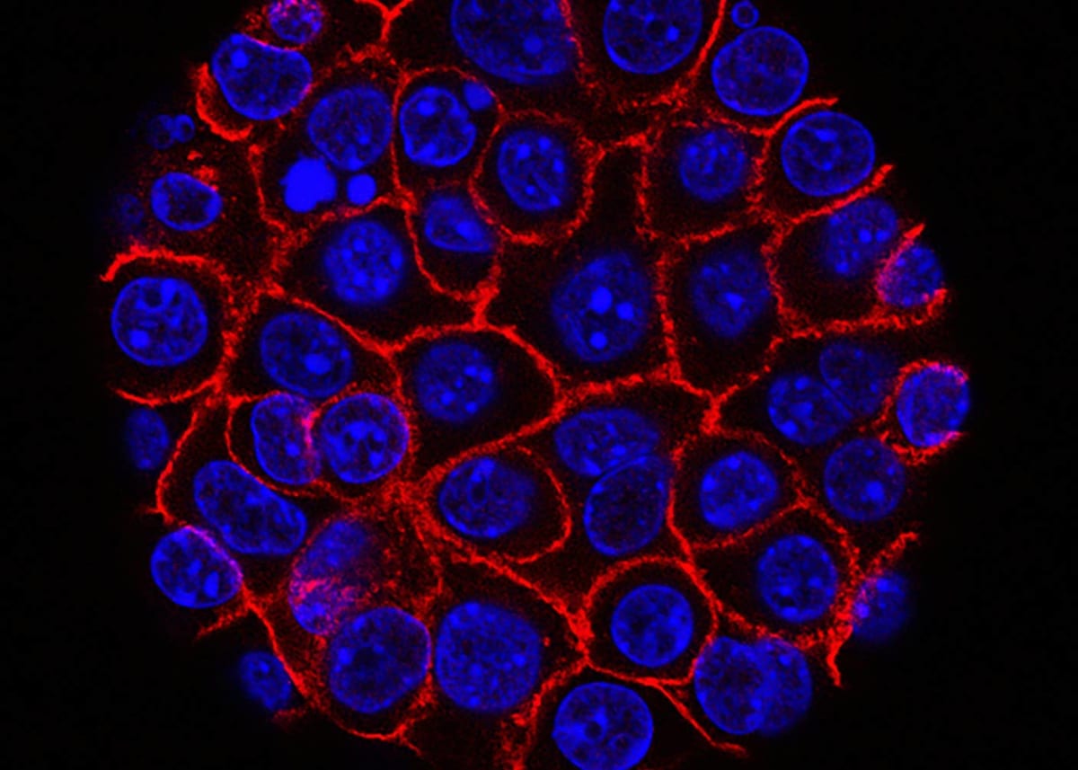 Scientists Create Digital Twin of Living Cell in 3D - Image 4