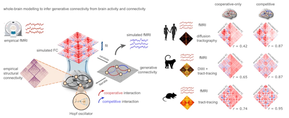 Digital illustration of interconnected brain regions with neural network patterns representing competitive brain modeling