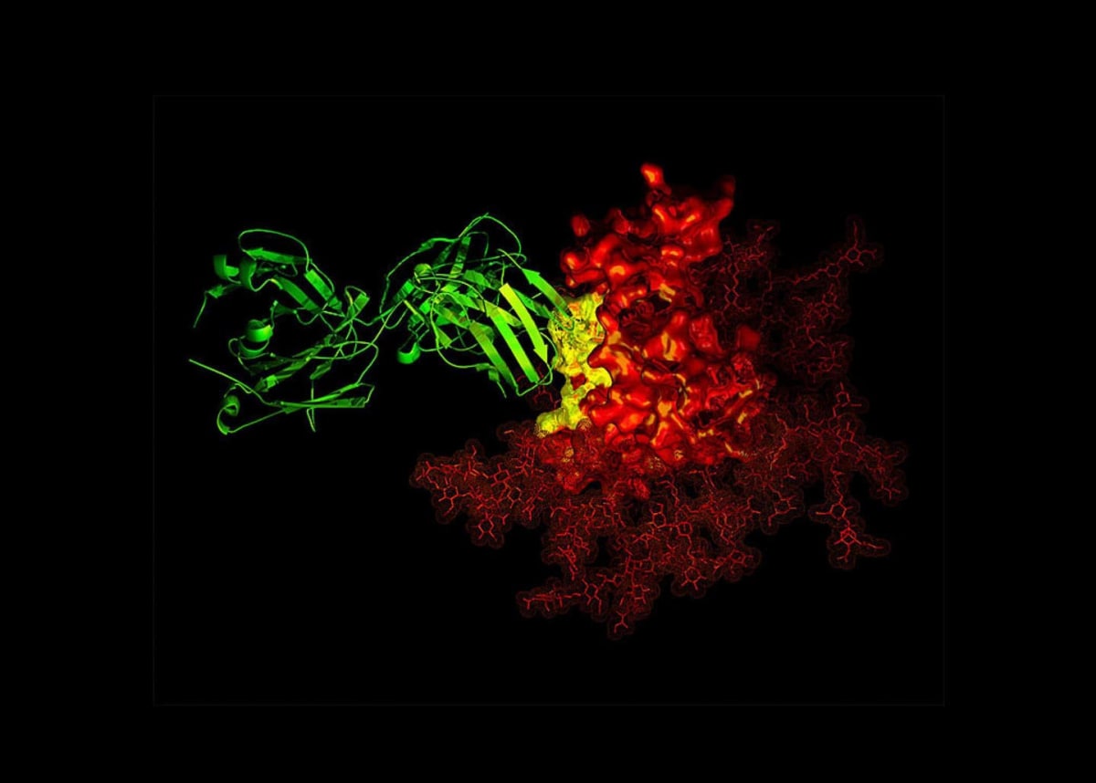 Rare Gene Variant Cuts Diabetes and Heart Disease Risk 60% - Image 4