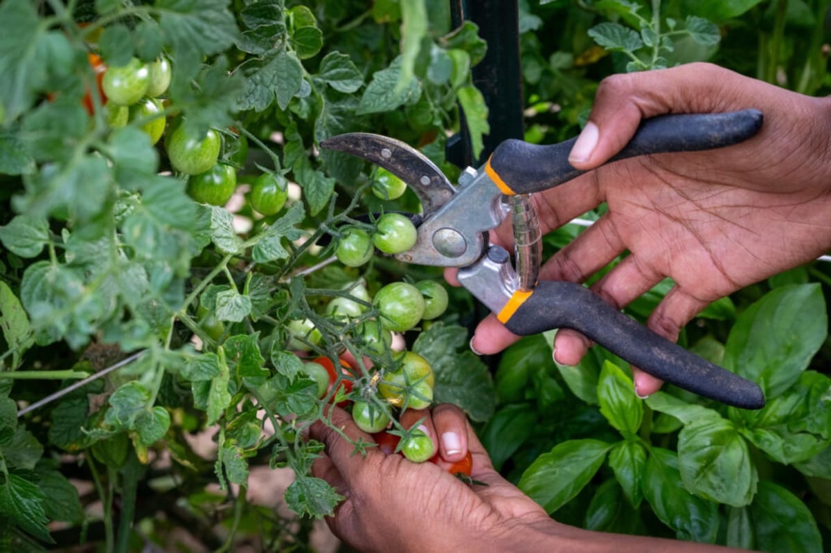 CSU Students Grow 20,000 Pounds of Food for Campus Pantries - Image 3
