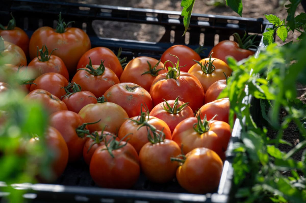 CSU Students Grow 20,000 Pounds of Food for Campus Pantries - Image 4