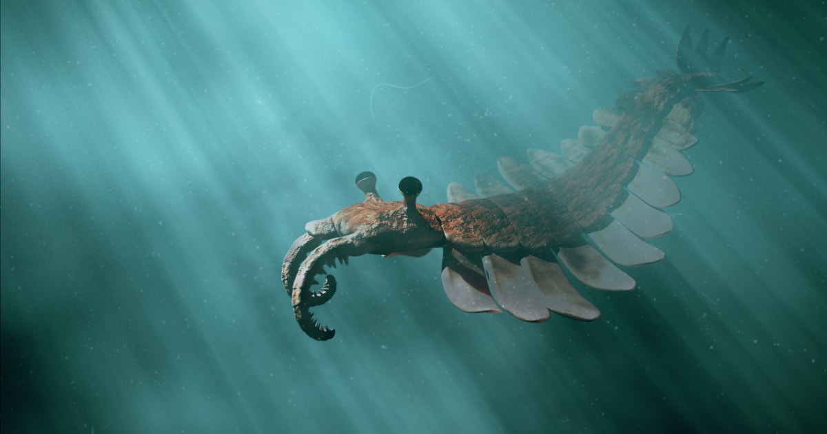 Ancient soft-bodied Ediacaran organisms on the seafloor in deep ocean waters 567 million years ago