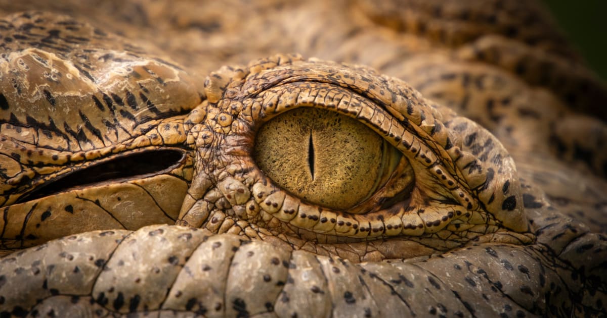 Artist reconstruction of Labrujasuchus, a bipedal beaked reptile from 212 million years ago