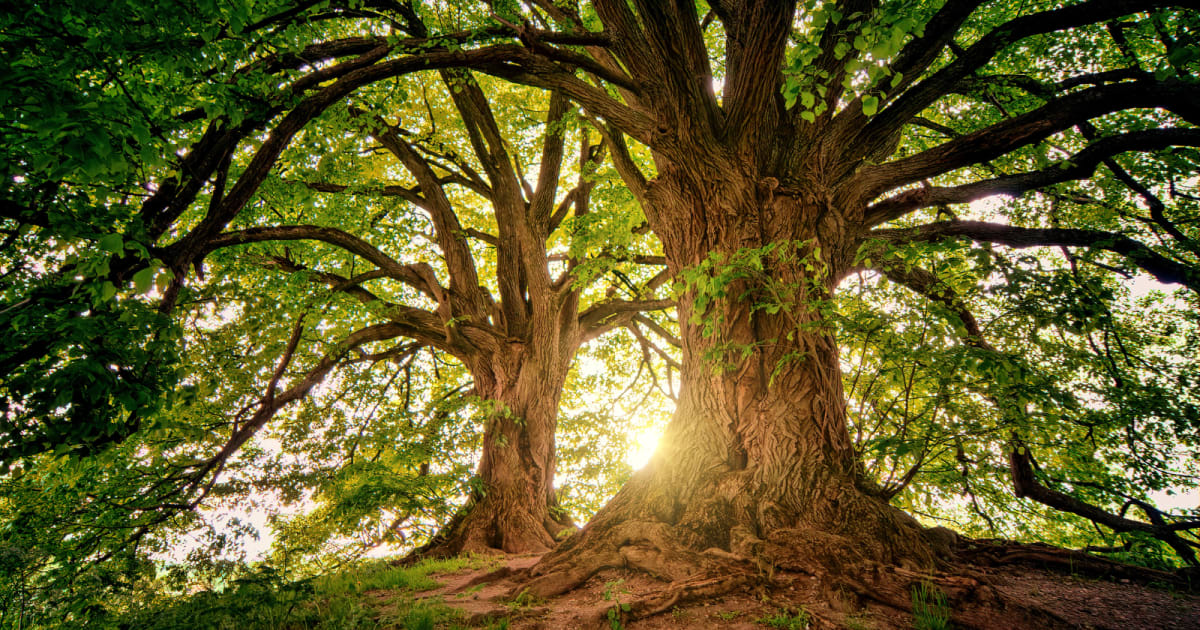 Earth Has 3 Trillion Trees, 7x More Than Milky Way Stars