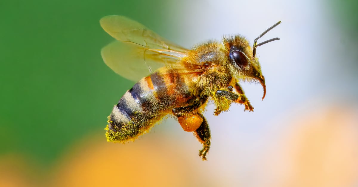 Honeybees Recognize Human Faces With Brains Smaller Than Pins