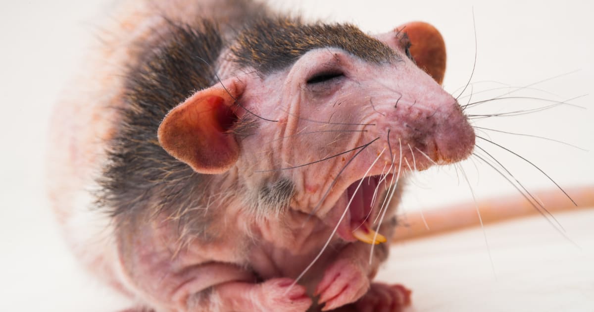 Close-up of hairless pink naked mole rat showing its distinctive buck teeth and wrinkled skin