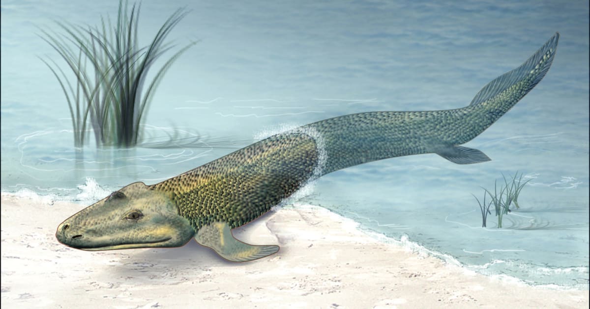 Scientists Predict, Find 375M-Year-Old Fish-Land Animal