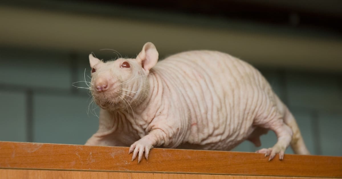 Hairless naked mole-rat in underground burrow, small rodent with pink wrinkled skin