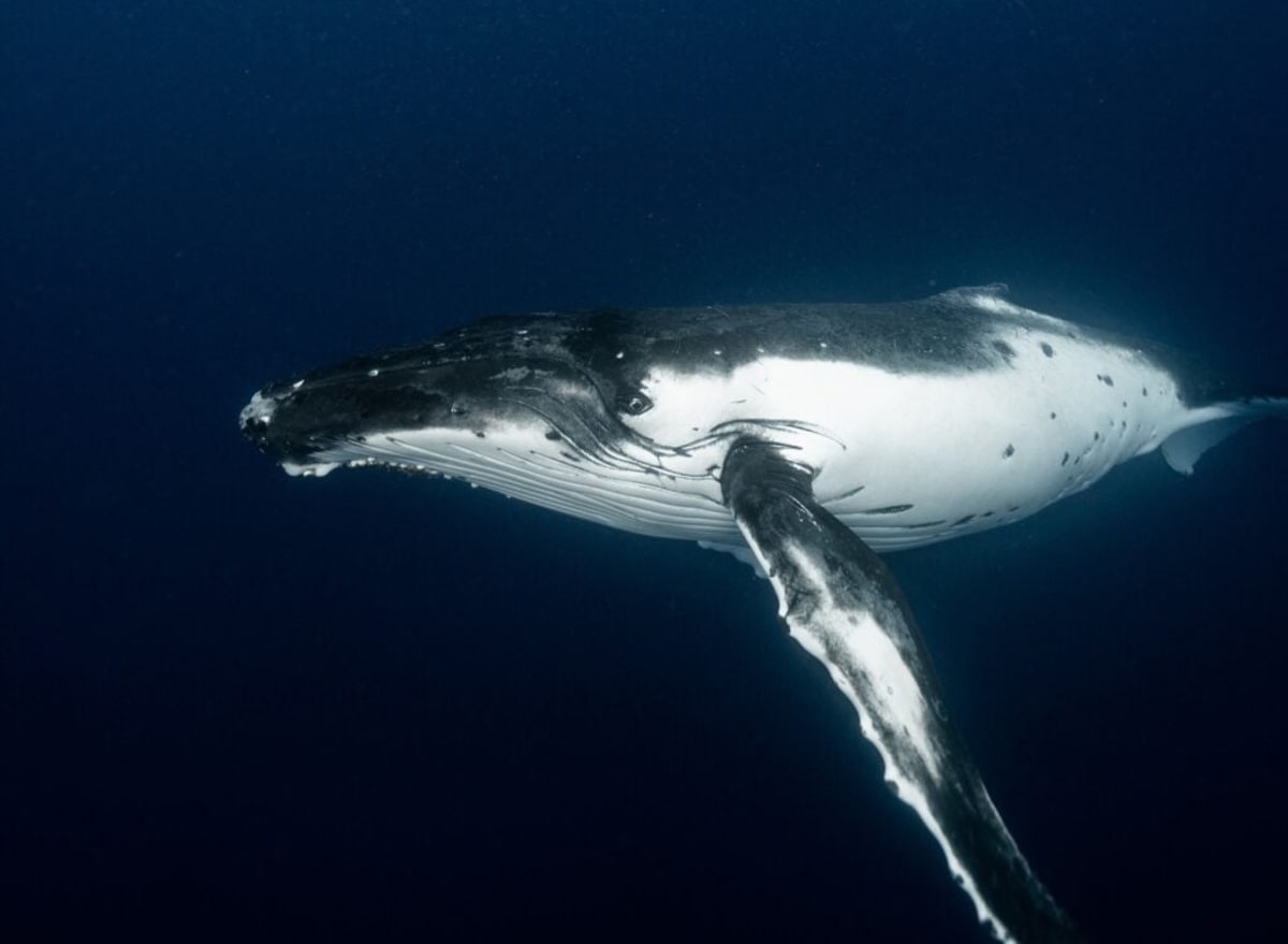 The 52-Hertz Whale: Mystery, Not Loneliness, in the Deep