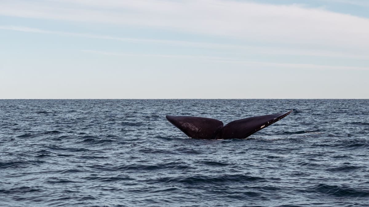 Blue Whales' Songs Hide Them From Killer Whales
