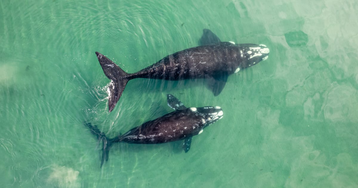 Drones Capture Sperm Whales Headbutting for First Time