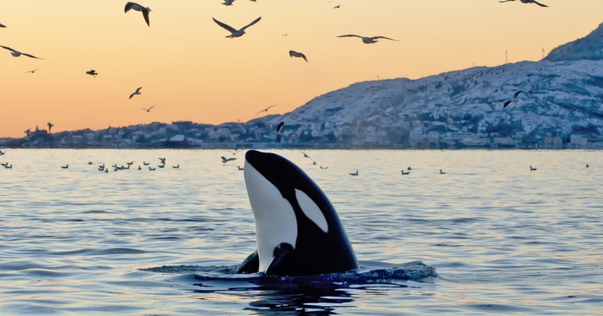 Black and white orca swimming at ocean surface in Pacific Northwest waters