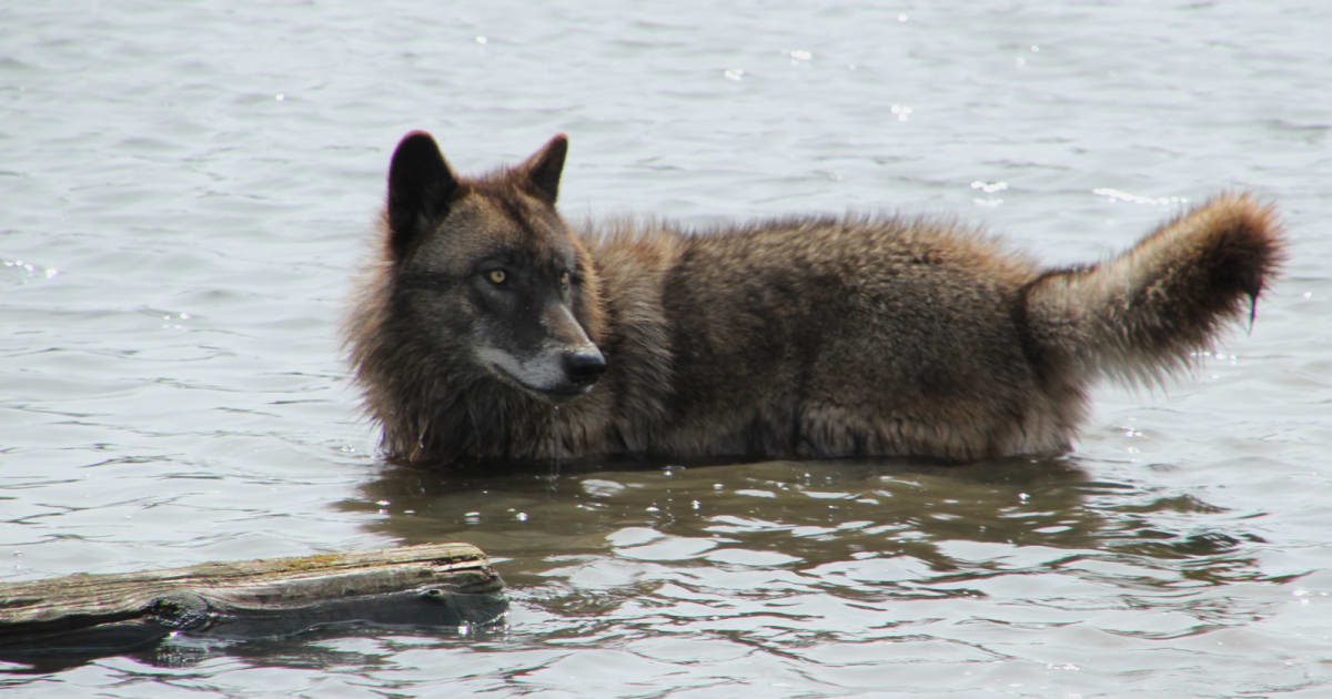 Coastal wolf pulling a floating crab trap buoy through ocean water toward rocky beach