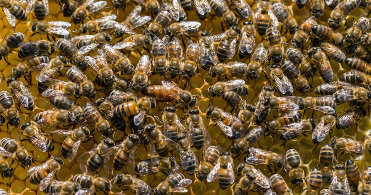 Wild mining bees emerging from burrow holes in grassy cemetery ground between headstones